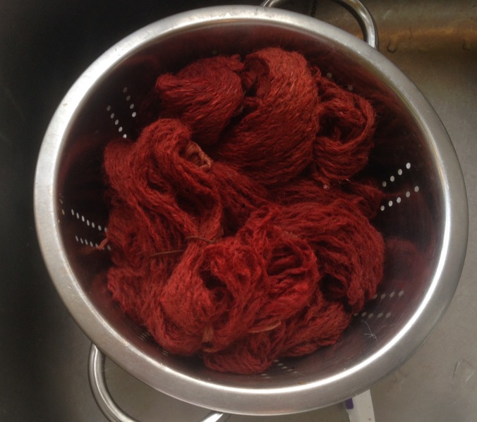after dyeing with madder, ready to rinse